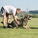 Des techniques adaptées à chaque animal