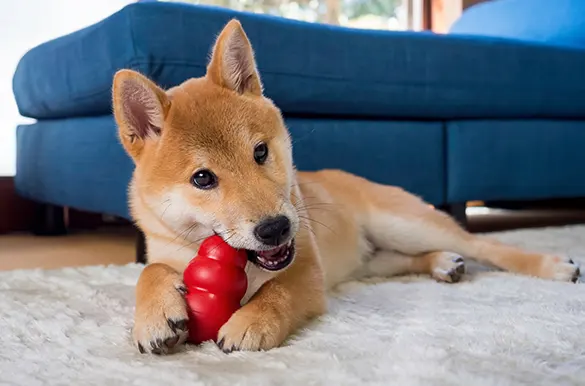 Jouets pour animaux